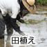 田植え