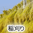 稲刈り